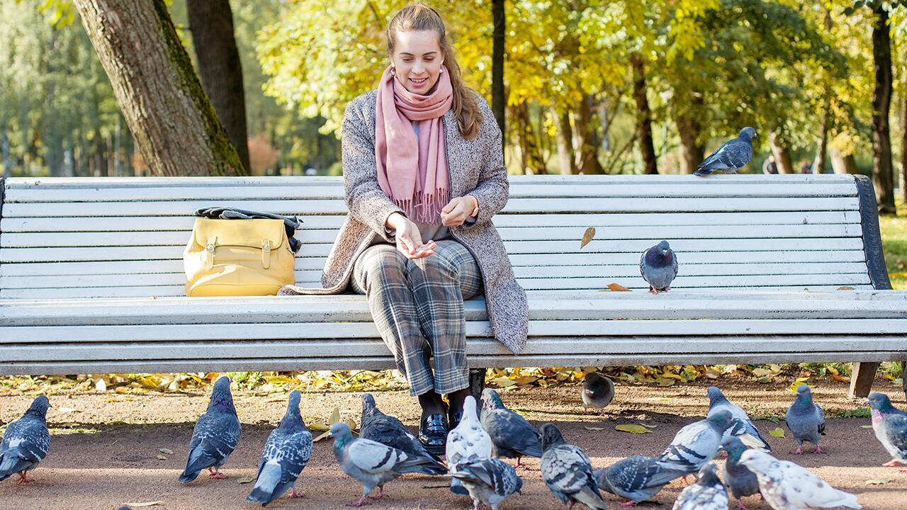 Tauben füttern – ist das erlaubt und sinnvoll? Tauben füttern – ist das erlaubt und sinnvoll?