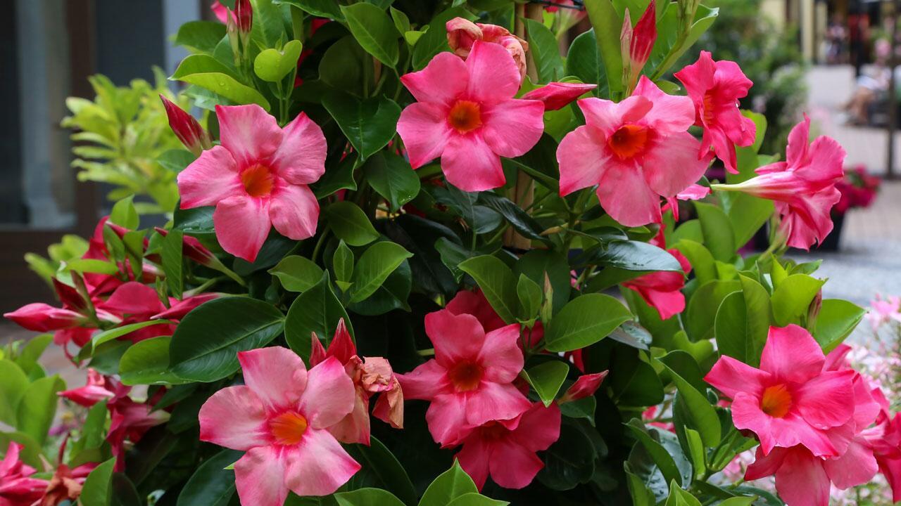 Dipladenia überwintern: Wie die Pflanze gut durch den Winter kommt