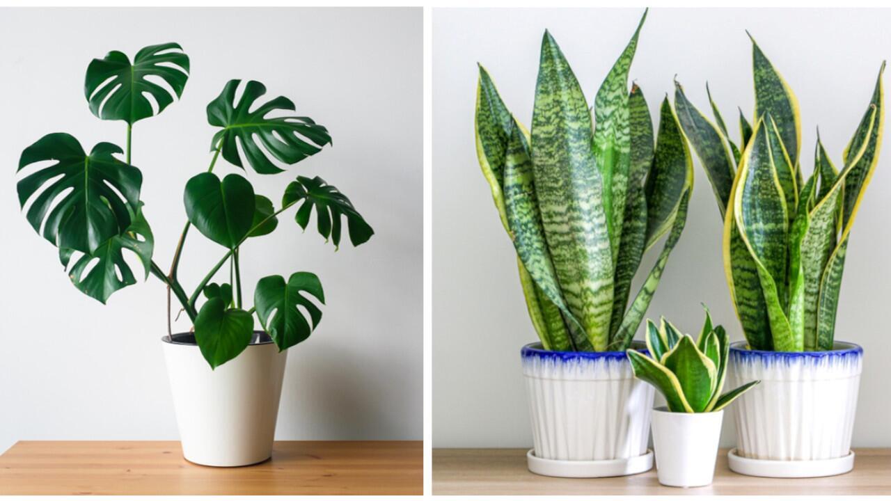 Zimmerpflanzen, die nur wenig Licht brauchen Zimmerpflanzen, die nur wenig Licht brauchen