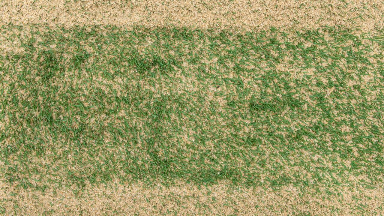 Rasen sanden: Wann ist die Maßnahme sinnvoll? Was muss man wissen? Rasen sanden: Wann ist die Maßnahme sinnvoll? Was muss man wissen?