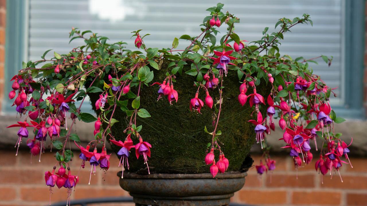 Fuchsien jetzt nicht entsorgen – sondern ganz einfach überwintern
