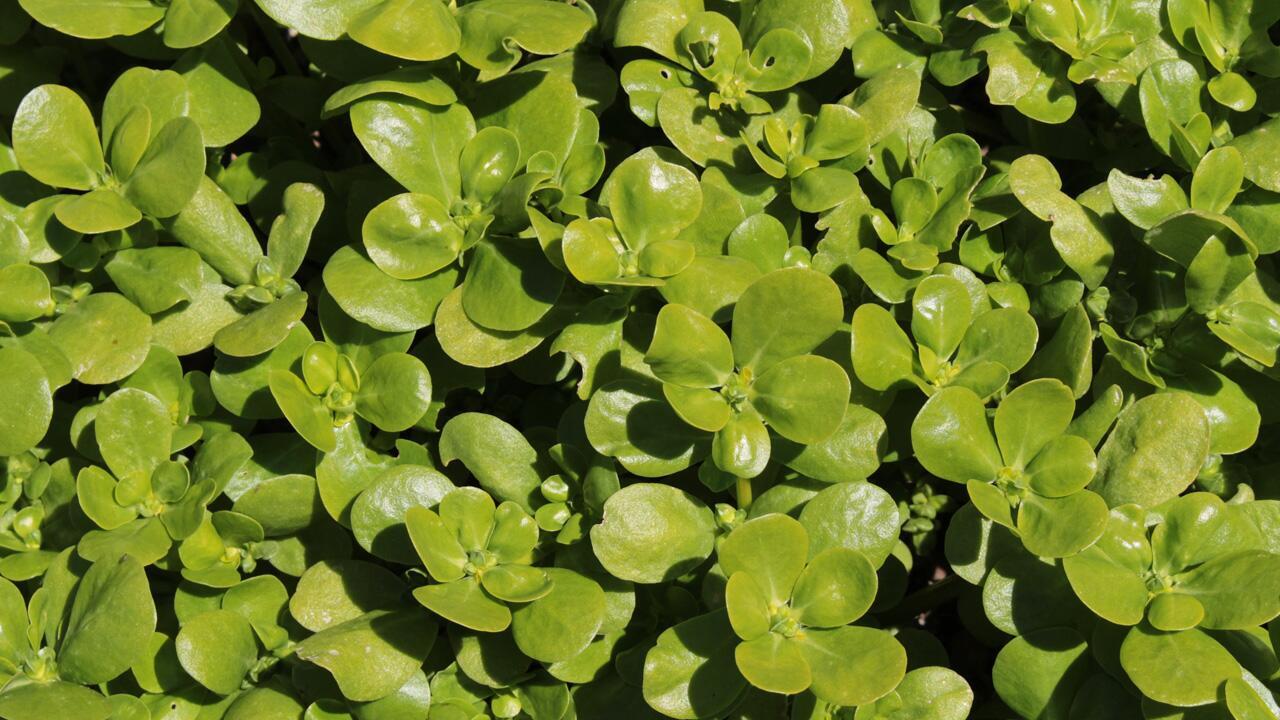 Aussaatkalender für Oktober: Was jetzt noch ins Beet darf