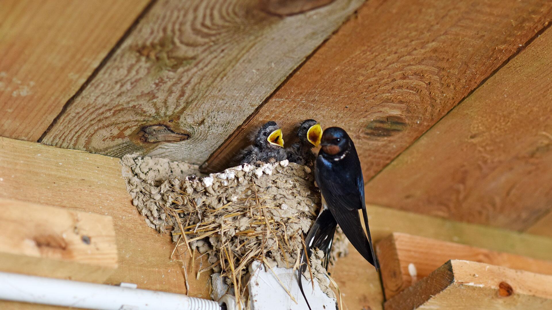 Schwalben schützen: So helfen Sie den Vögeln mit einem einfachen Trick Schwalben schützen: So helfen Sie den Vögeln mit einem einfachen Trick