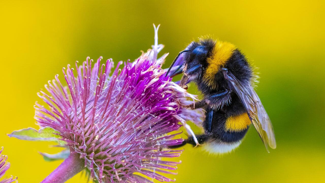 Tierfreundlicher Garten: Tipps für ein Paradies für Insekten, Vögel und Säugetiere Tierfreundlicher Garten: Tipps für ein Paradies für Insekten, Vögel und Säugetiere