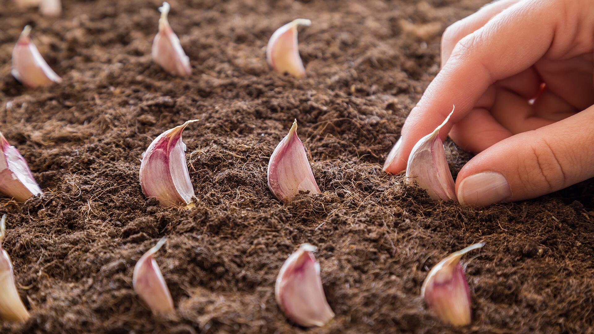 Knoblauch anpflanzen: Wie der heimische Anbau gelingt