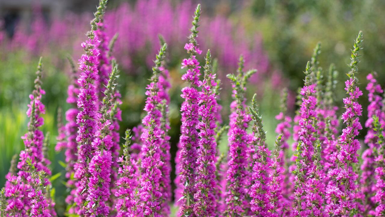 Blutweiderich: Warum die farbenfrohe Staude in jeden Garten gehört