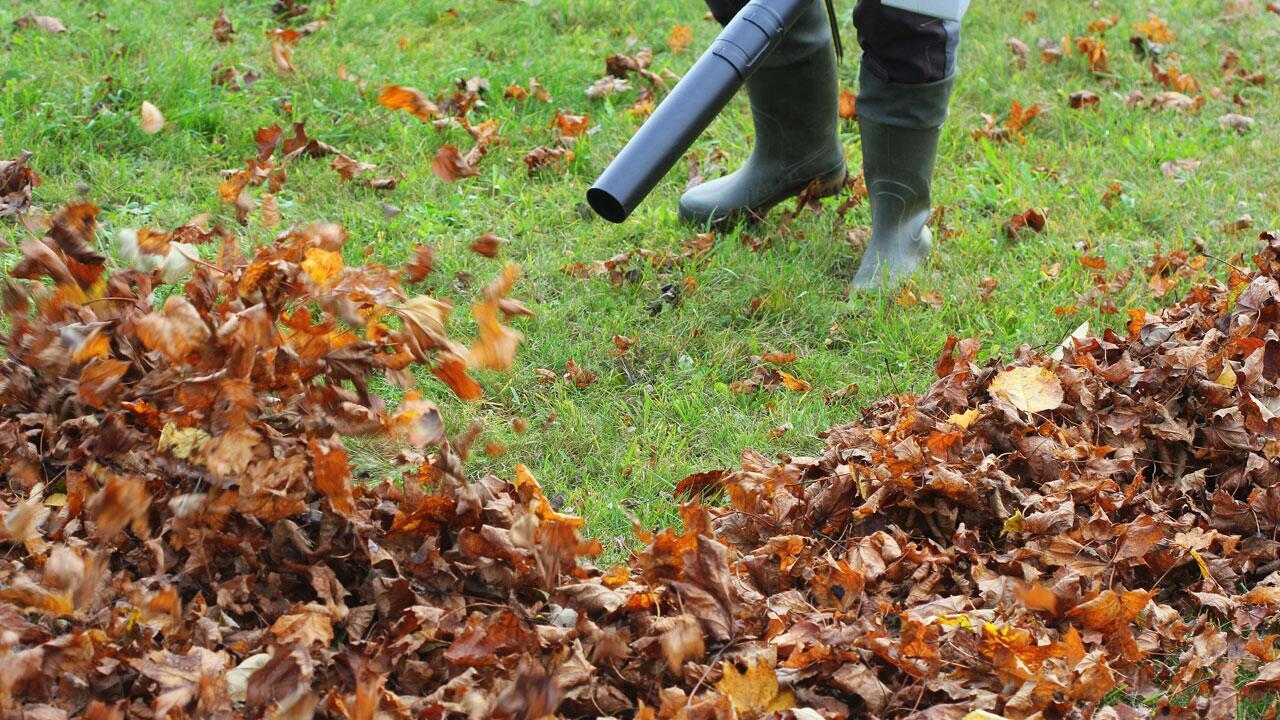 Gute Gründe, warum man auf Laubbläser und Laubsauger verzichten sollte