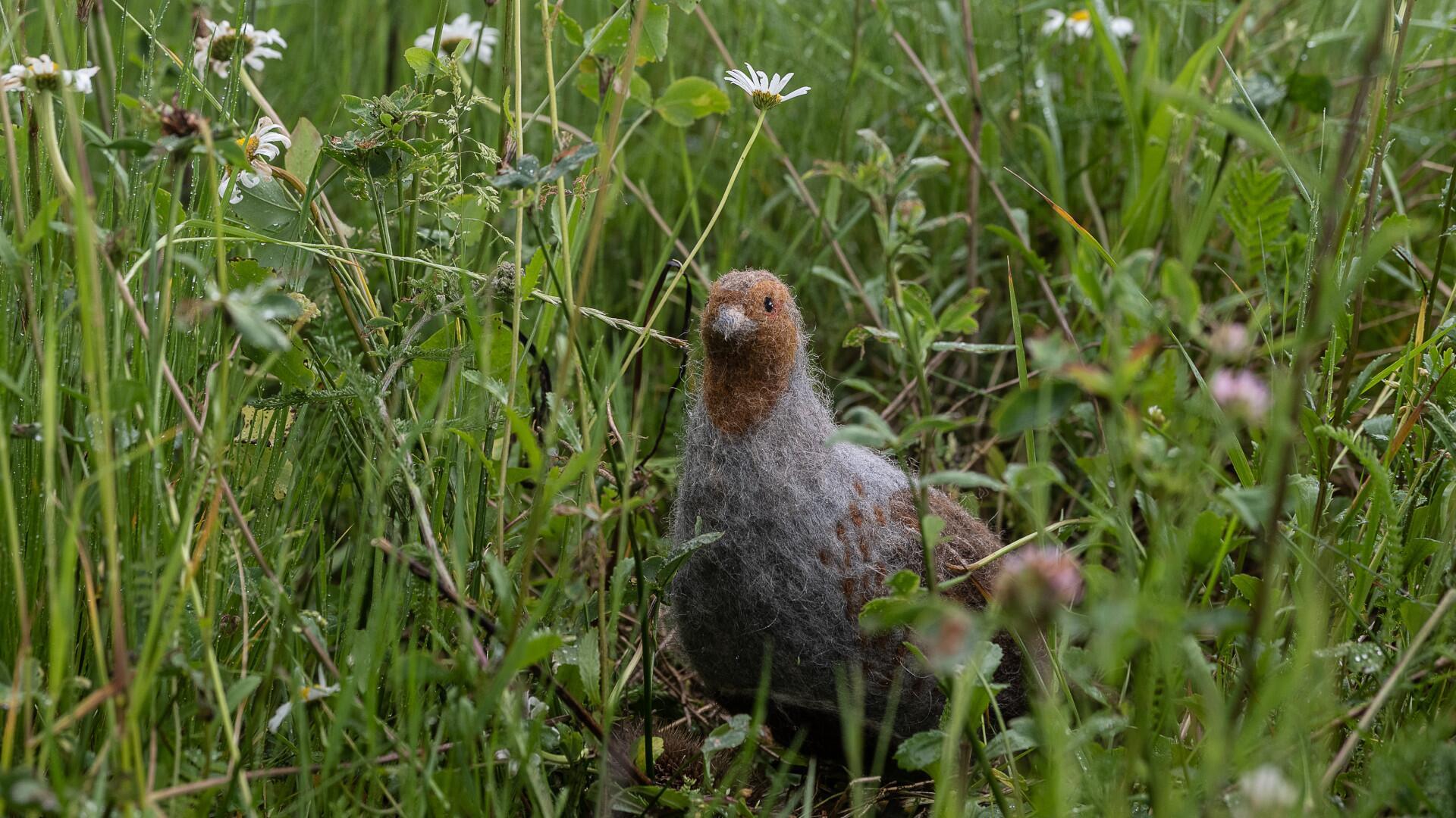 Vogel des Jahres 2026: Dieses bedrohte Tier wurde gewählt