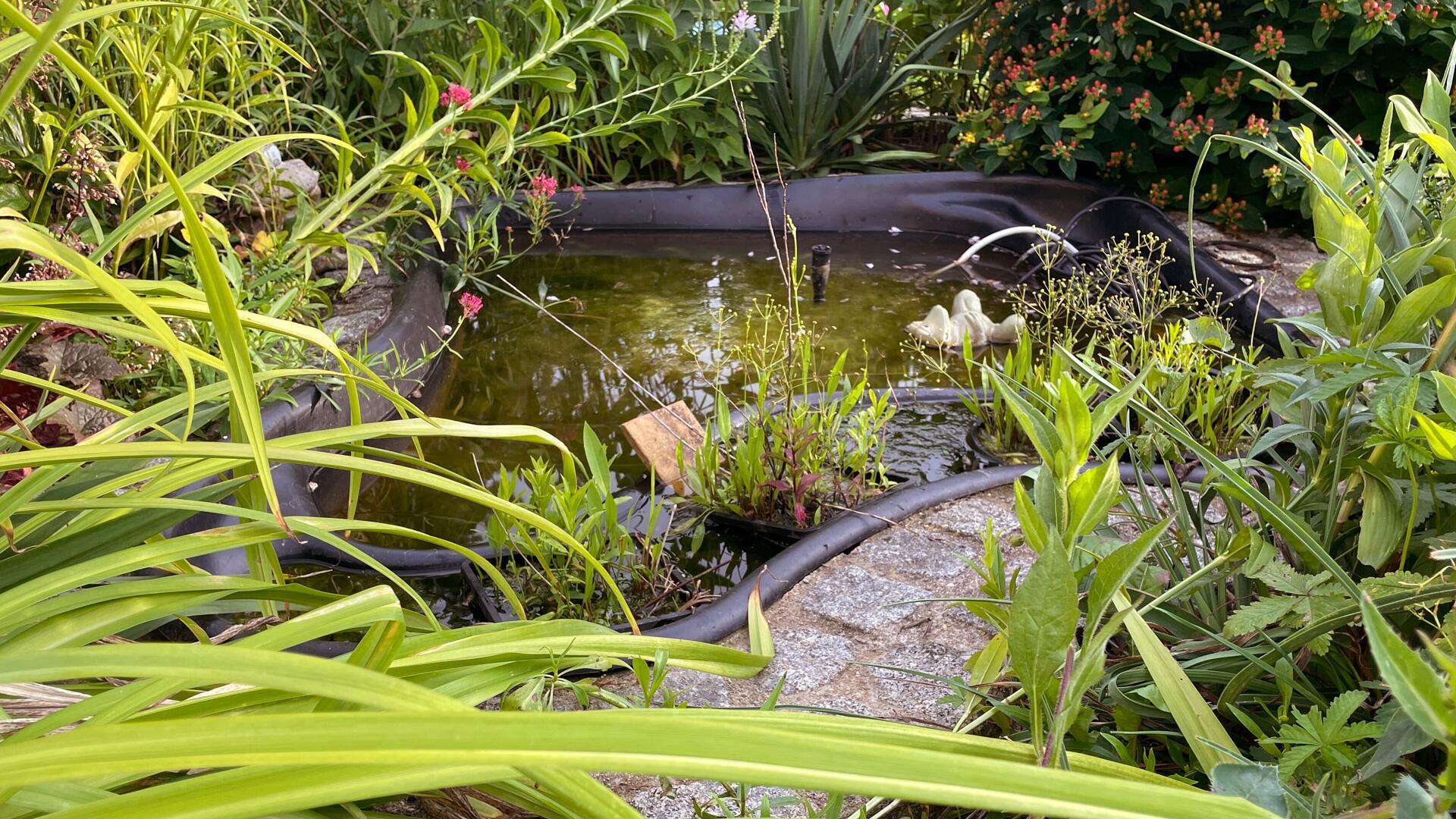 Miniteich anlegen: Naturparadies im Garten