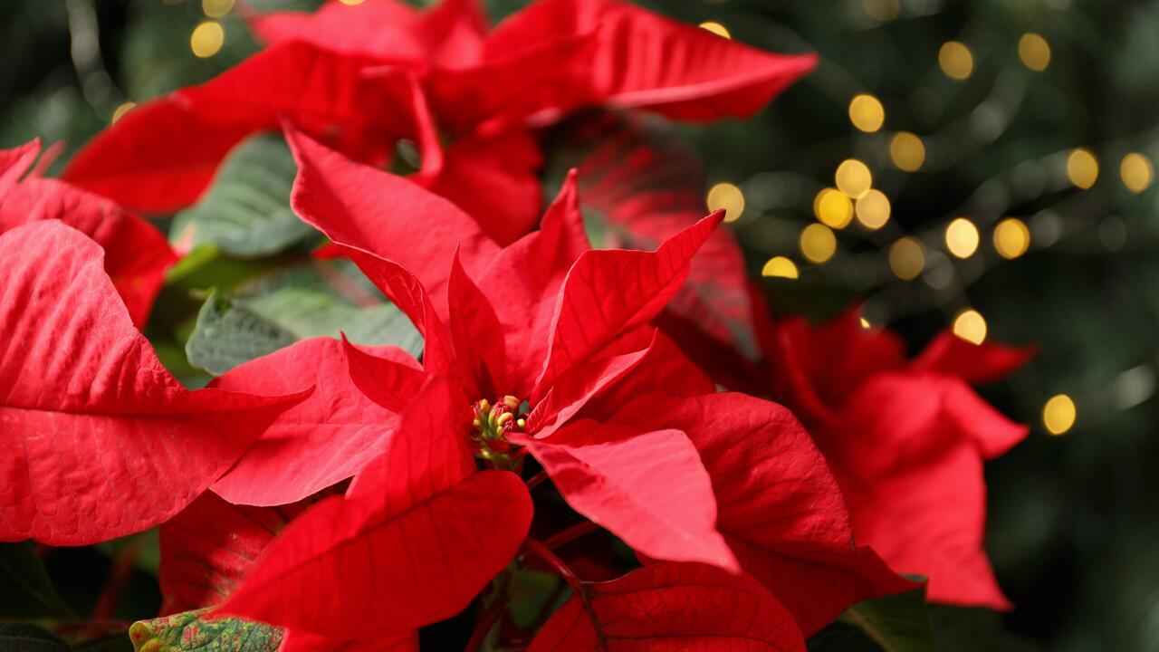 Weihnachtsstern pflegen: So lebt und blüht die Pflanze viele Jahre Weihnachtsstern pflegen: So lebt und blüht die Pflanze viele Jahre