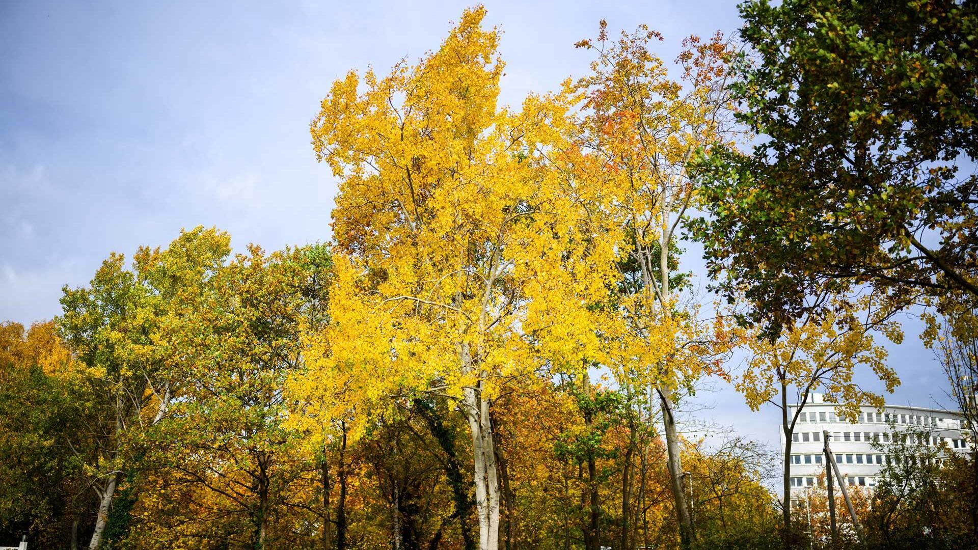 Zitterpappel wird Baum des Jahres 2026: Lebensretterin im Wald