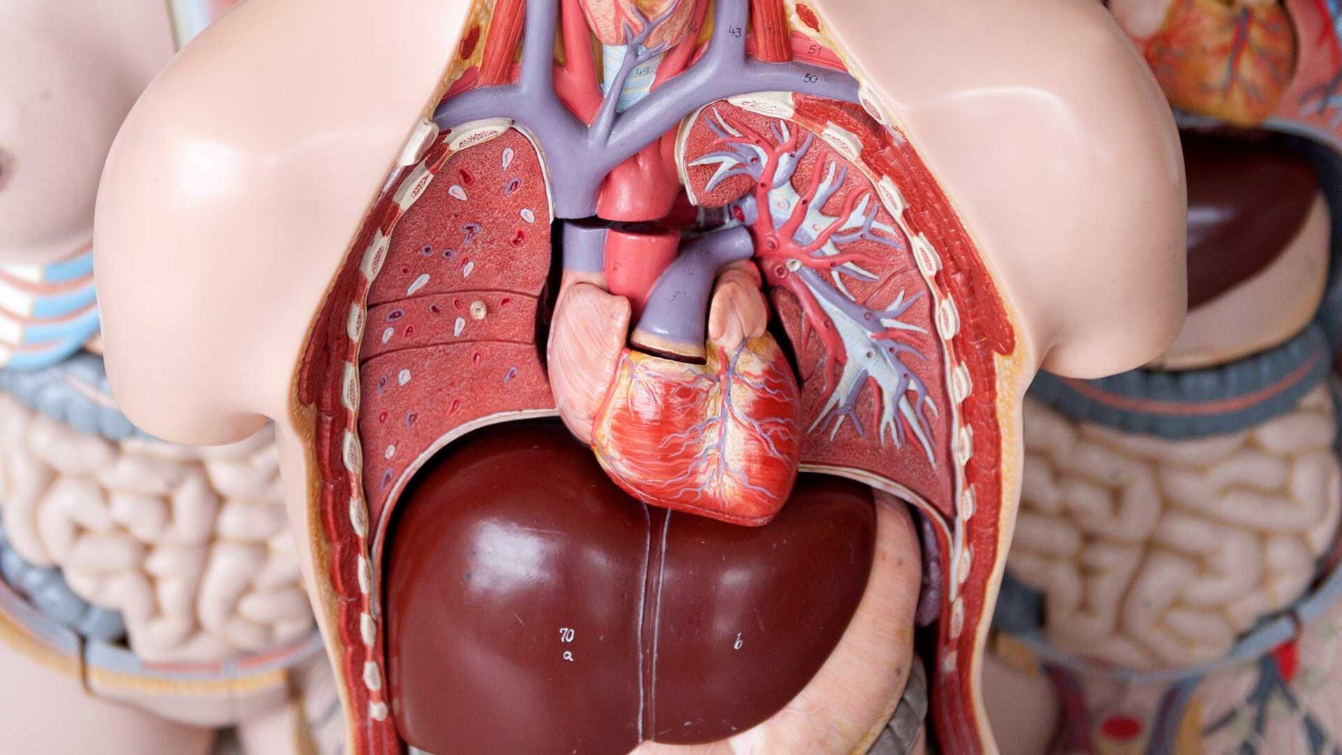 Herzinfarkt: Symptome zeigen sich teils Wochen vorher – welche typisch sind Herzinfarkt: Symptome zeigen sich teils Wochen vorher – welche typisch sind