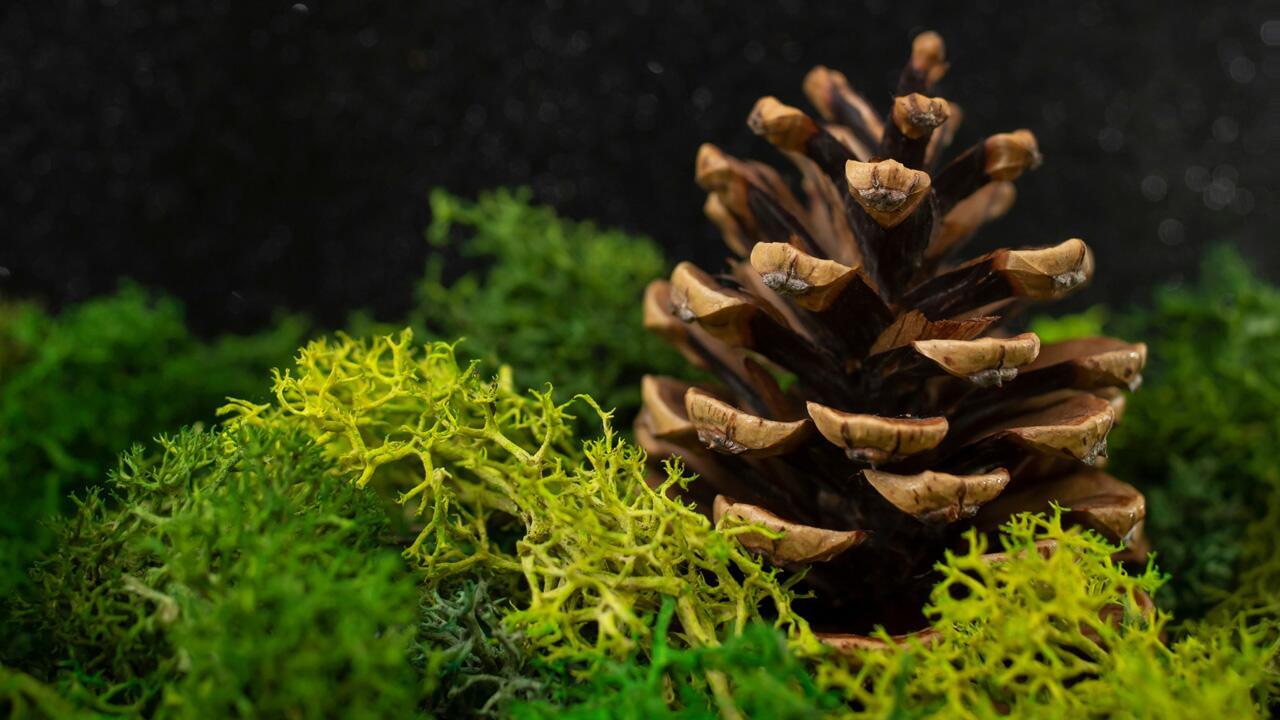 Moos, Tannenzapfen, Mistelzweige: Darf ich Weihnachtsdeko aus dem Wald mitnehmen?