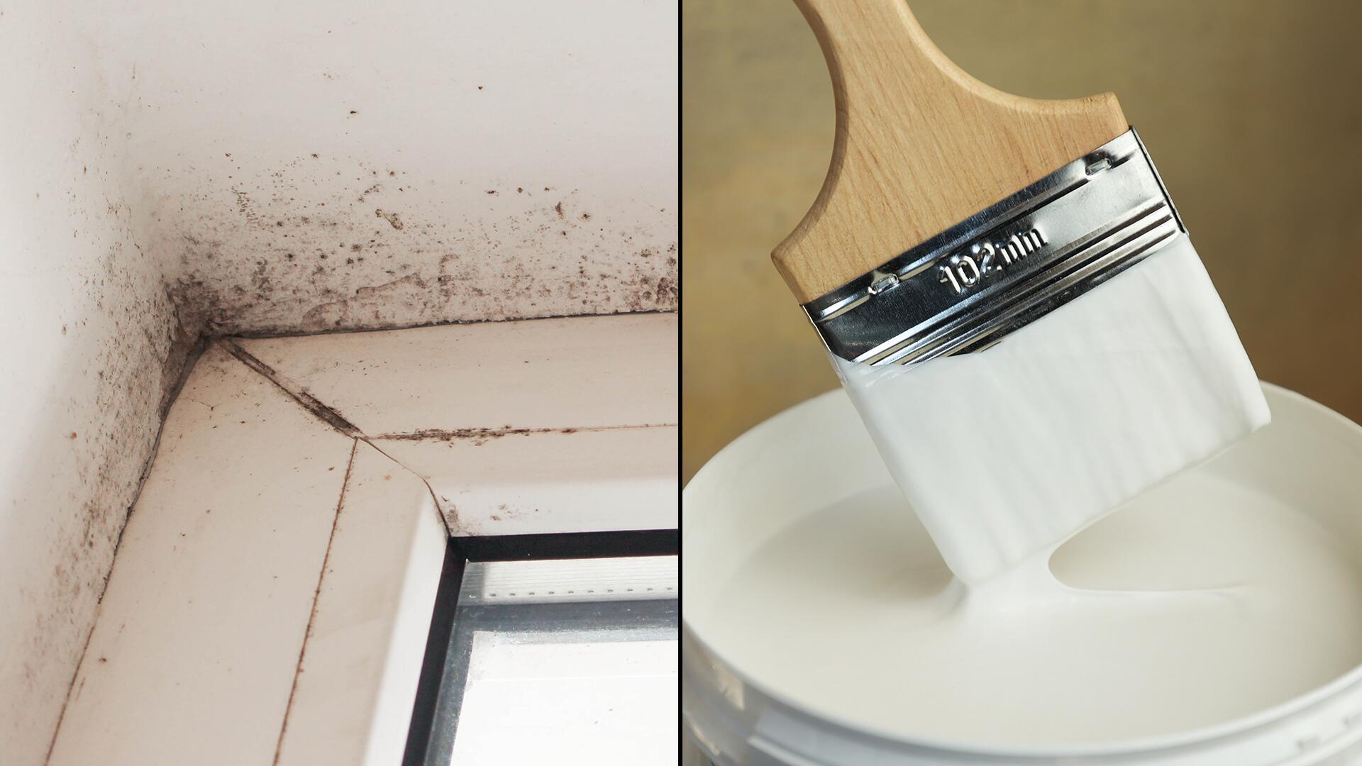 Antischimmelfarben im Test: Der Großteil enthält bedenkliche Biozide