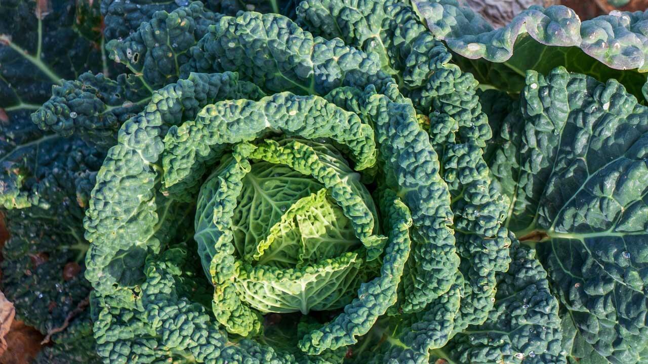 Kann man Wirsing auch roh essen – ohne Blähungen? Kann man Wirsing auch roh essen – ohne Blähungen?