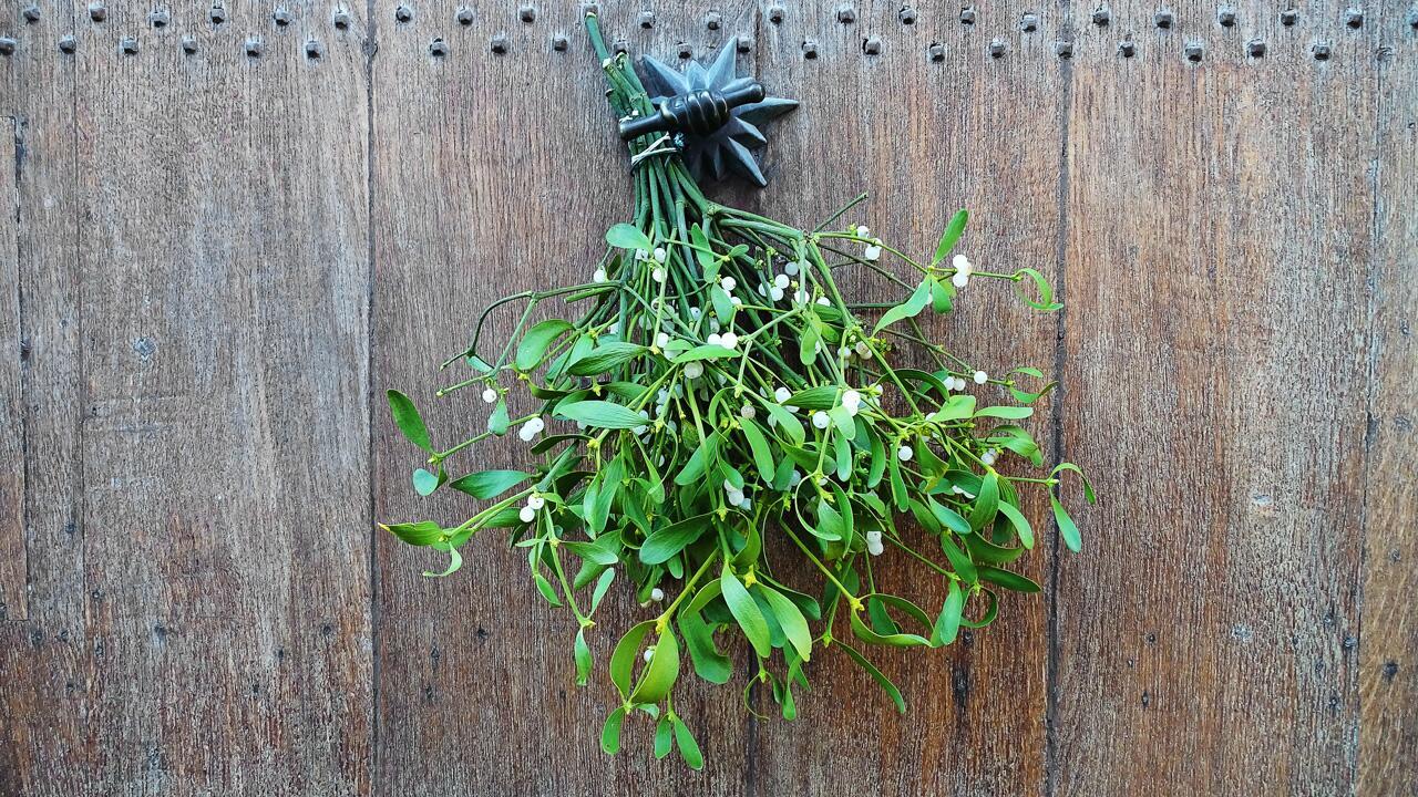 Mistelzweig für die Weihnachtszeit: Was Sie über das Wintergrün wissen sollten
