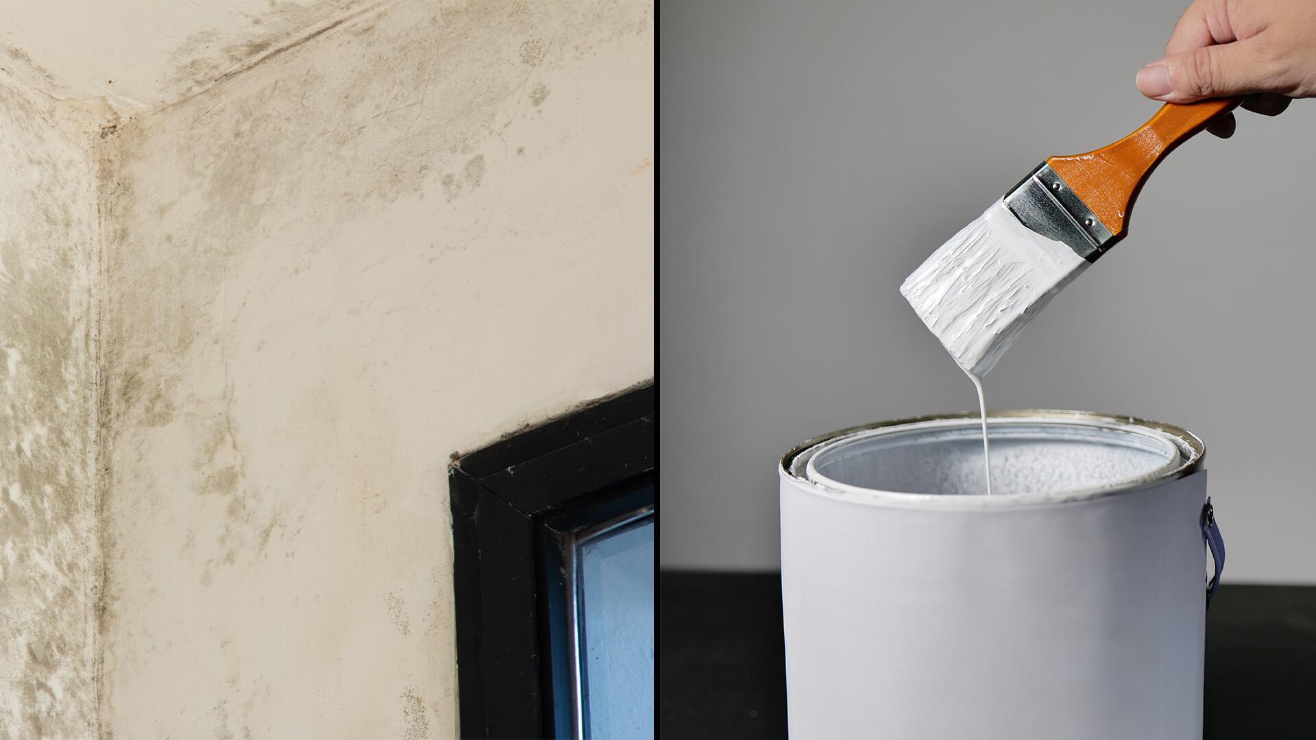 Antischimmelfarben im Test: Die meisten enthalten bedenkliche Biozide