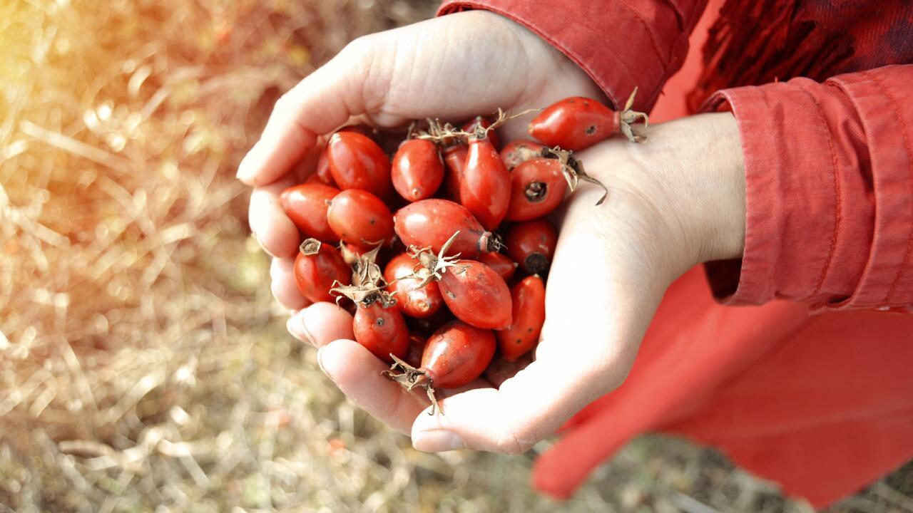 Snack vom Wegesrand: Hagebutten ernten und verarbeiten
