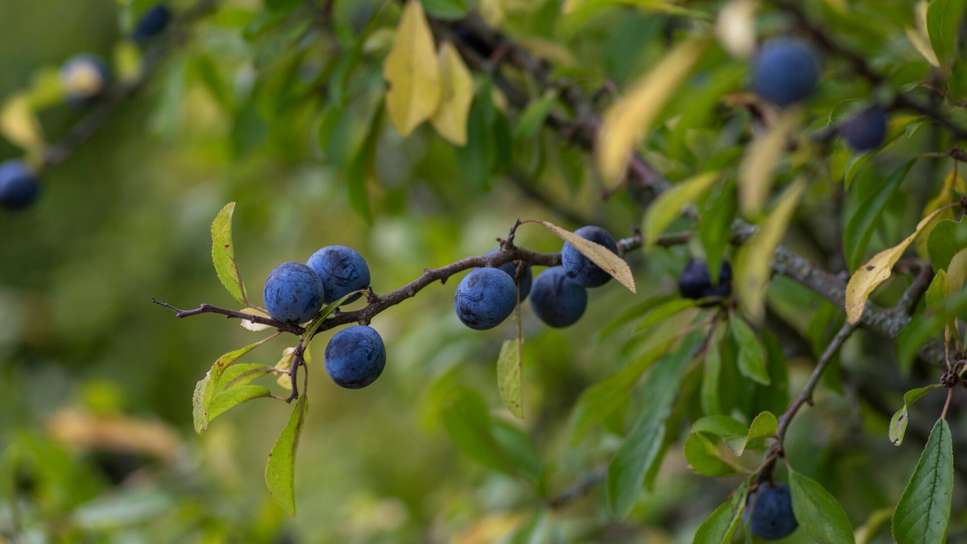Für Kompott, Sirup & Co.: Warum Sie jetzt Schlehen ernten sollten