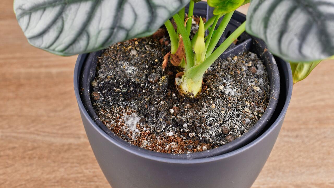 Blumenerde von Zimmerpflanzen schimmelt? Diese Tipps helfen Blumenerde von Zimmerpflanzen schimmelt? Diese Tipps helfen