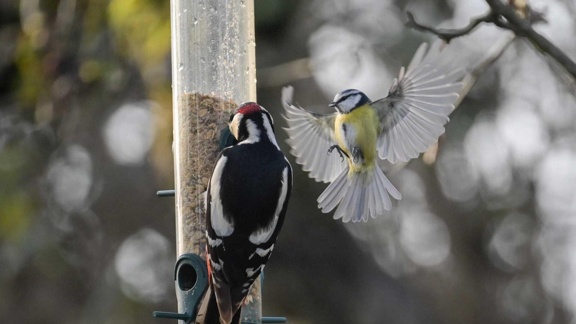 Vogelgrippe: Toten Vogel entdeckt – was nun? Experten geben Tipps Vogelgrippe: Toten Vogel entdeckt – was nun? Experten geben Tipps
