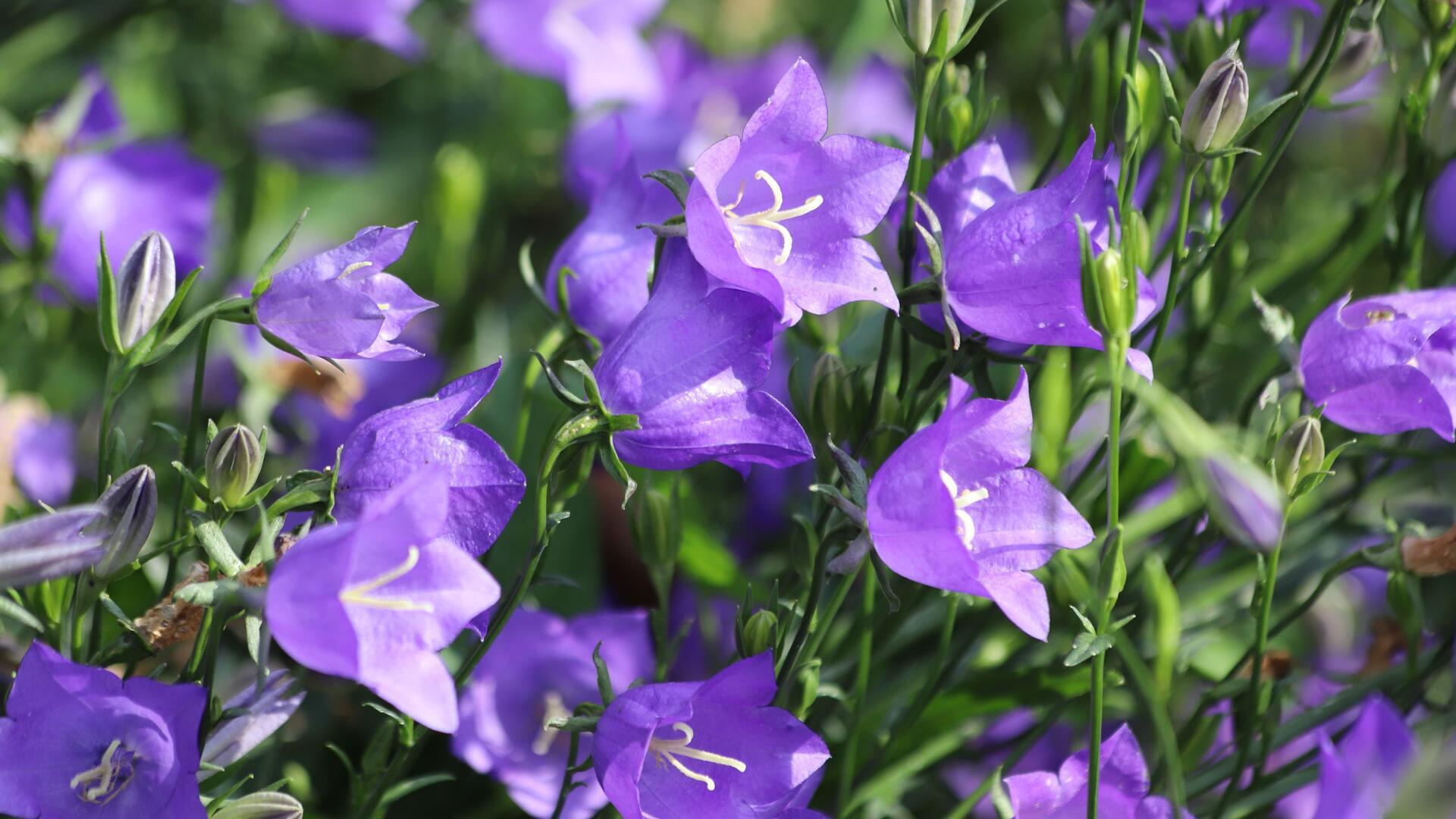 Warum die Wiesen-Glockenblume in jeden Garten gehört Warum die Wiesen-Glockenblume in jeden Garten gehört