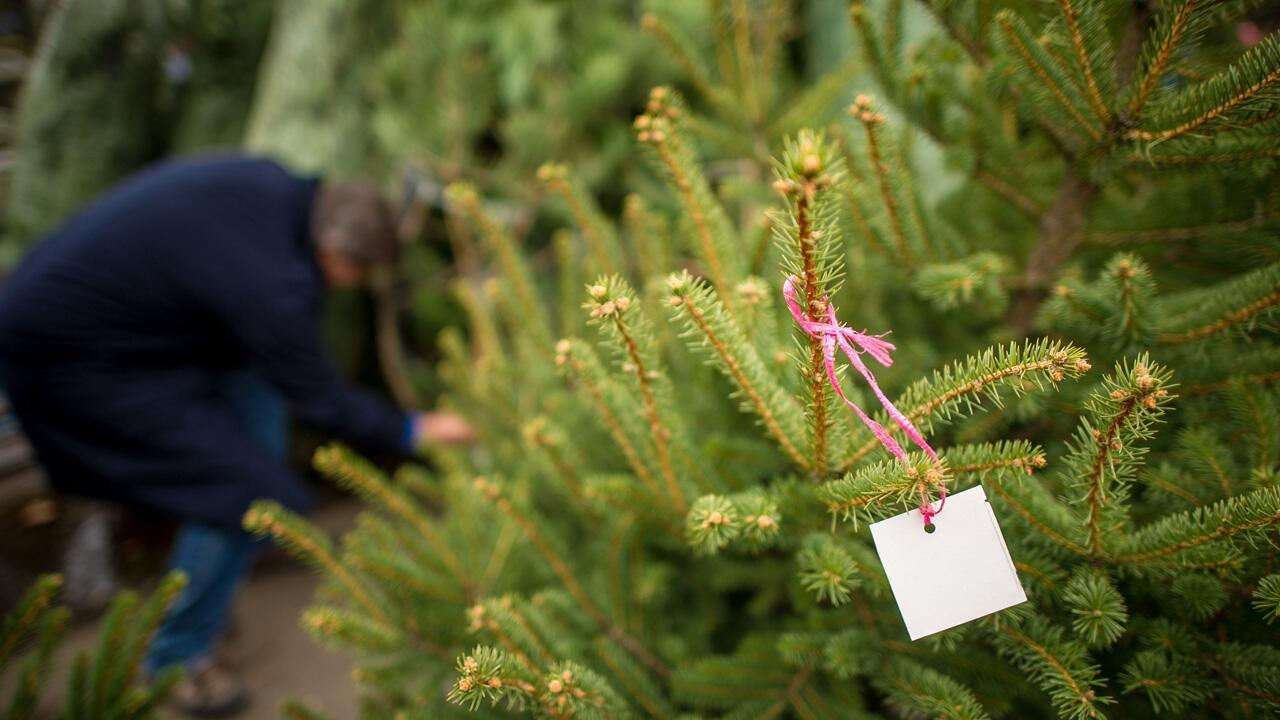 Weihnachtsbaum: Bio-Tanne, Plastikbaum oder selber schlagen? Weihnachtsbaum: Bio-Tanne, Plastikbaum oder selber schlagen?
