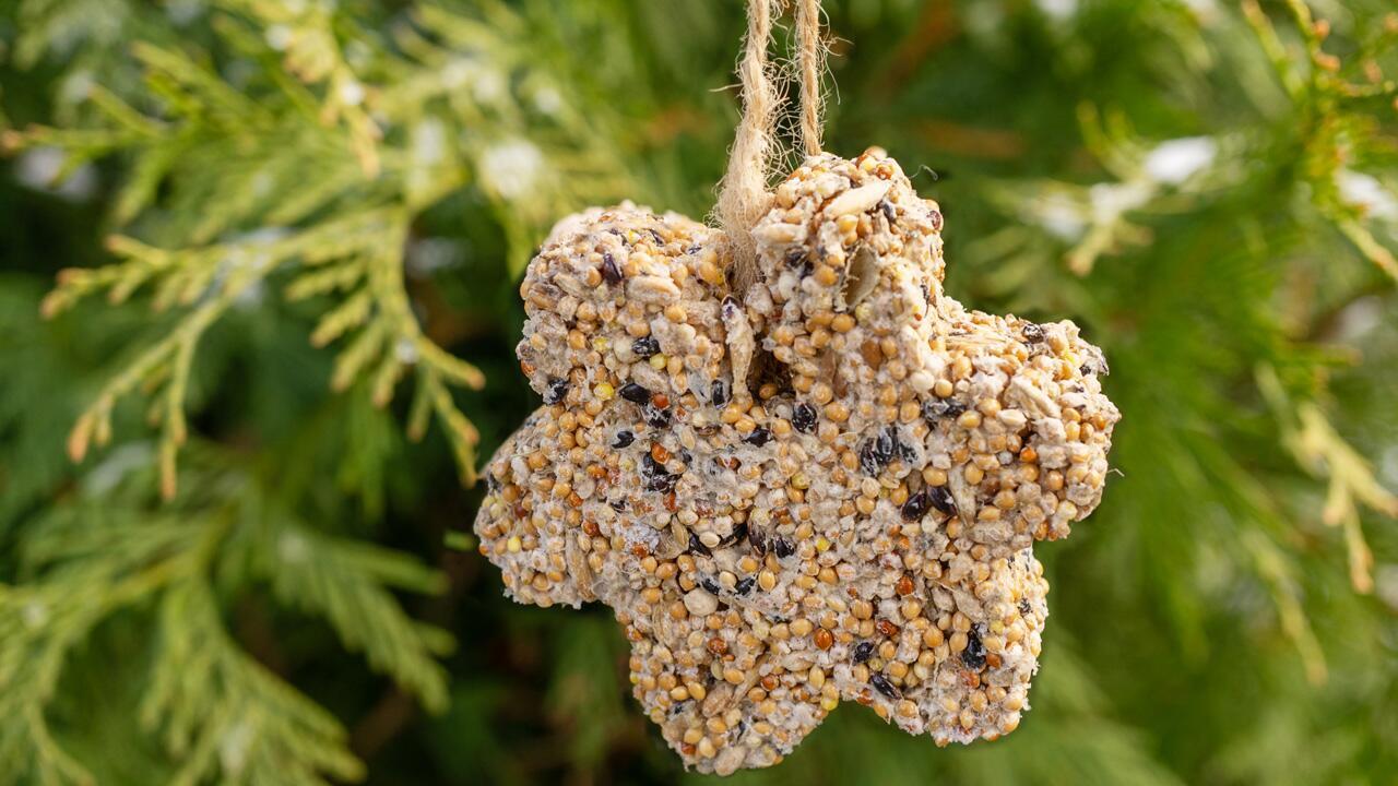 Vogelfutter selber machen: Rezept für Meisenknödel und Futterglocken Vogelfutter selber machen: Rezept für Meisenknödel und Futterglocken