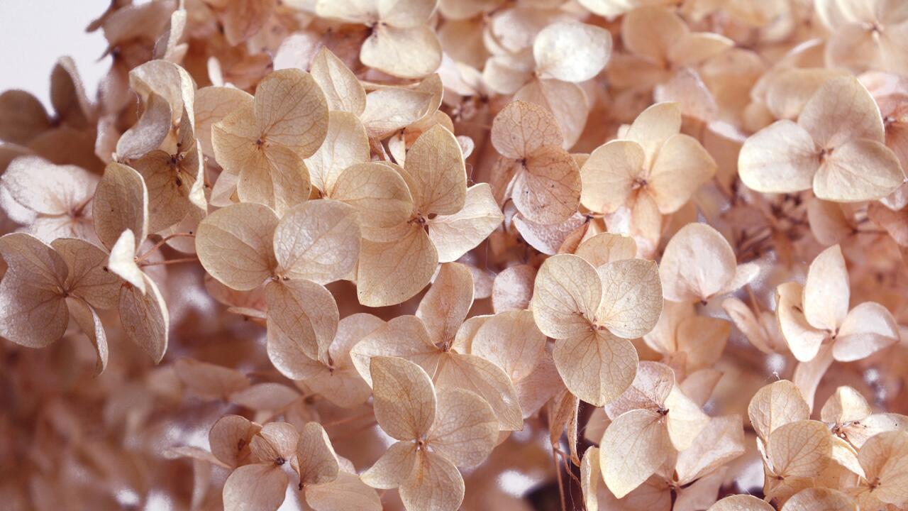 Hortensien trocknen: Drei Methoden, um die Blüten haltbar zu machen Hortensien trocknen: Drei Methoden, um die Blüten haltbar zu machen