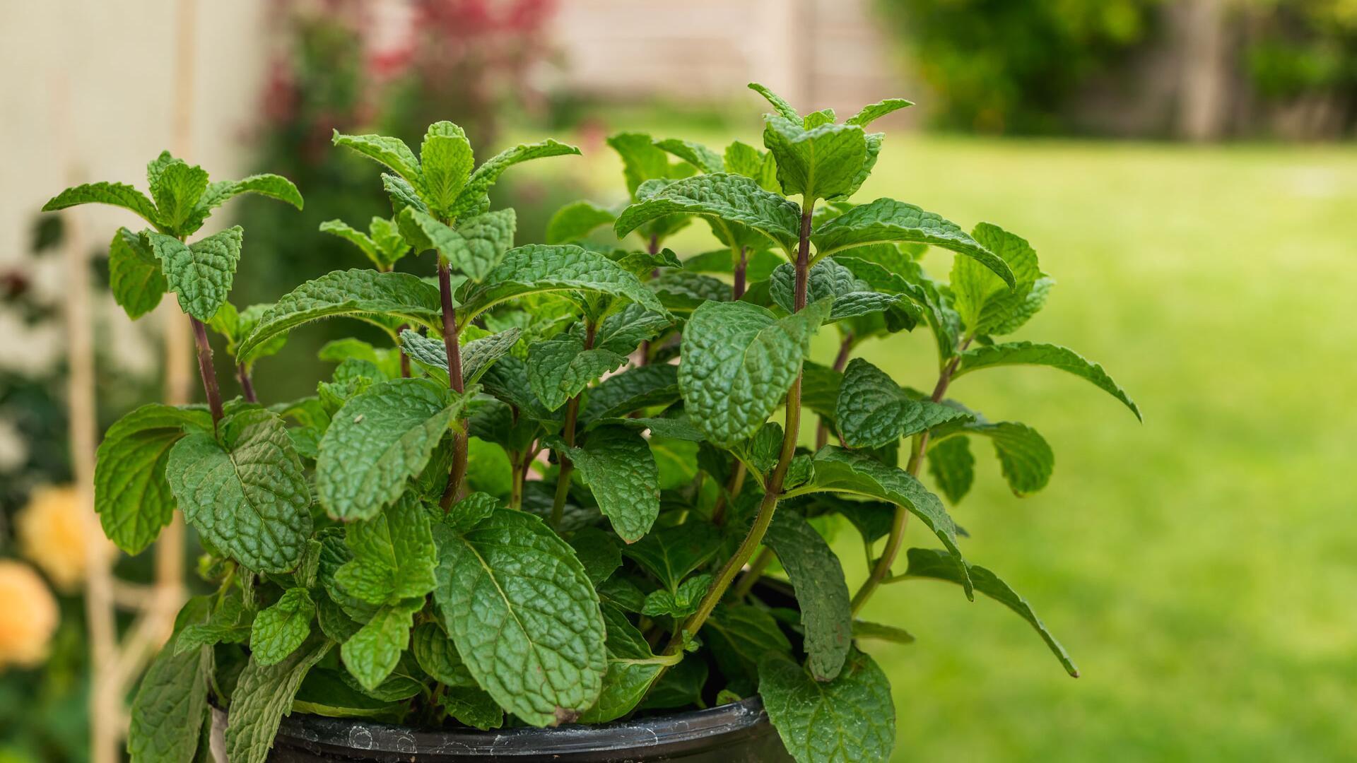 Pfefferminze pflanzen und pflegen: Tipps für Beet und Topf Pfefferminze pflanzen und pflegen: Tipps für Beet und Topf
