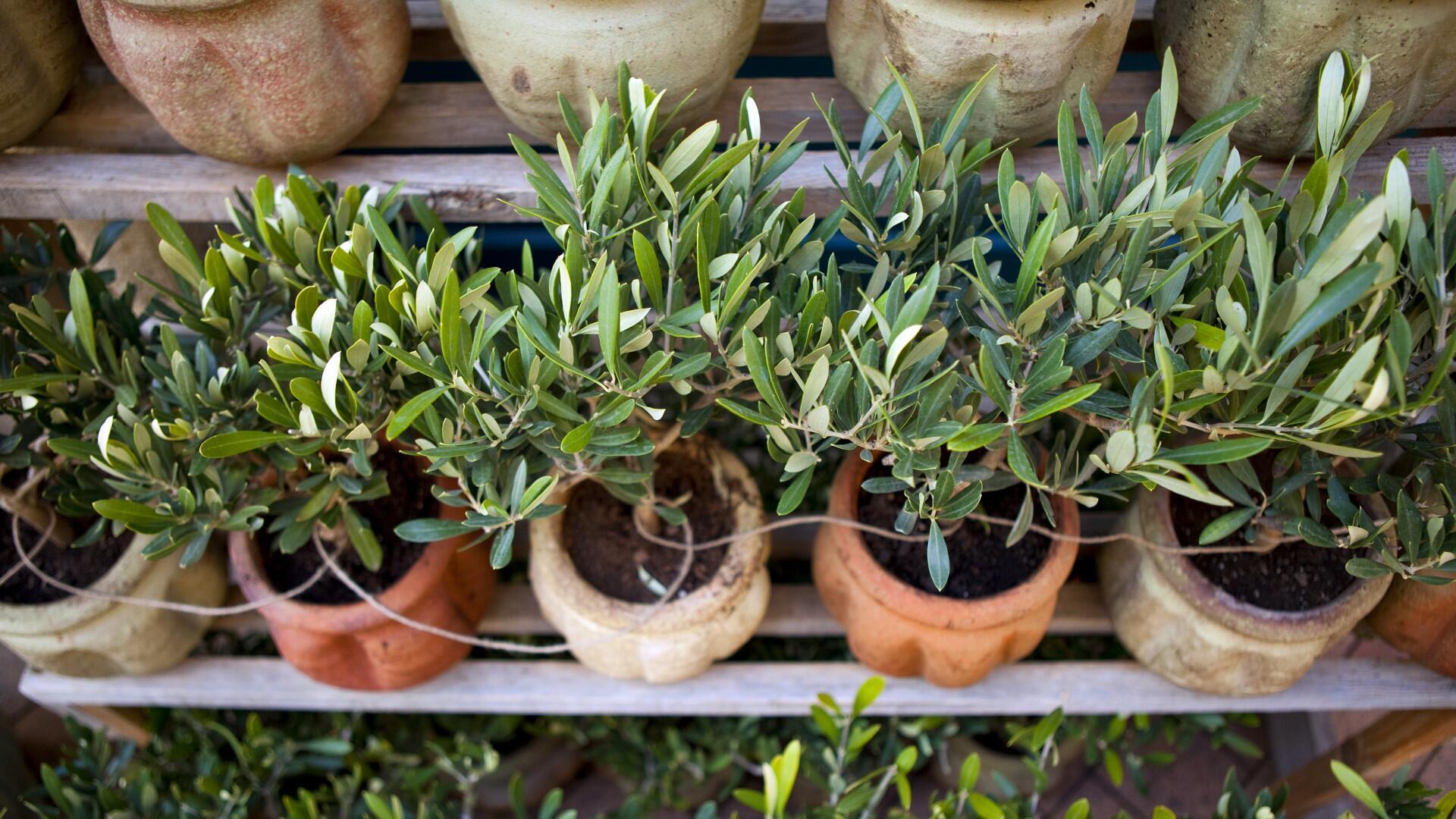 Olivenbaum: Mit diesen wichtigen Tipps gedeiht er prächtig Olivenbaum: Mit diesen wichtigen Tipps gedeiht er prächtig