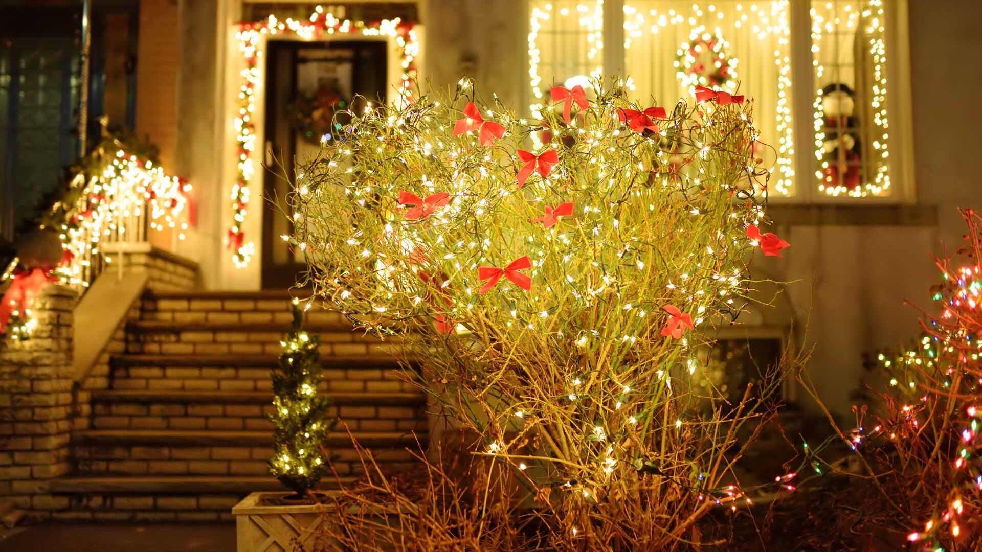 Weihnachtsdeko kann Tieren schaden – Wie man es besser macht Weihnachtsdeko kann Tieren schaden – Wie man es besser macht