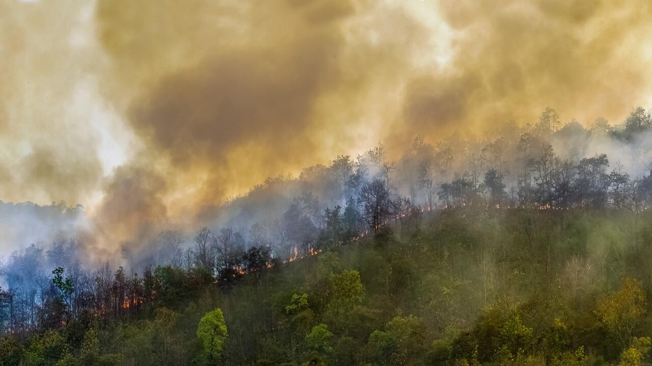 Studie: Amazonas-Regenwald verliert an Widerstandsfähigkeit