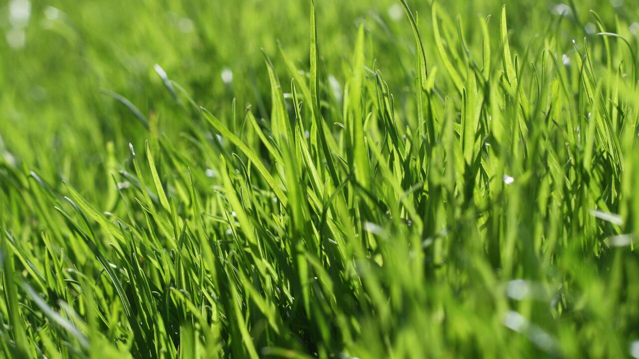 Rasen säen: Rasensamen, Zeitpunkt und Tipps für einen schönen Rasen