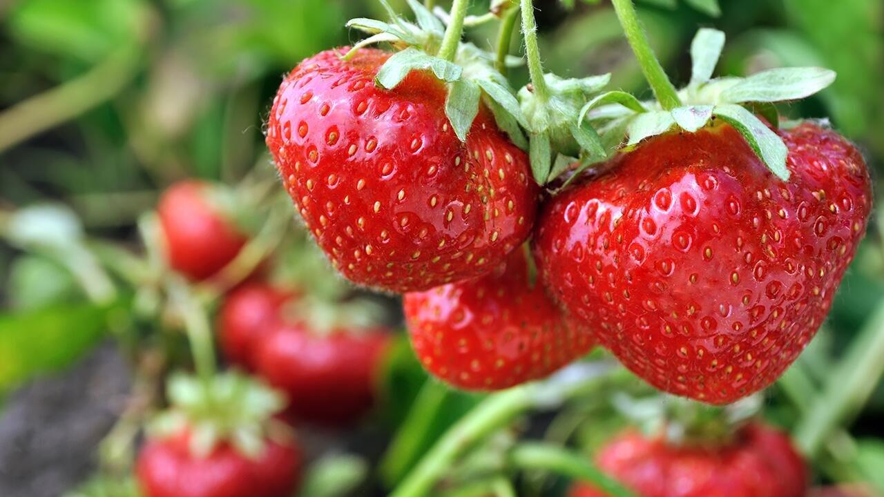 Erdbeeren pflanzen im Mai: So klappt es mit der Ernte im Sommer