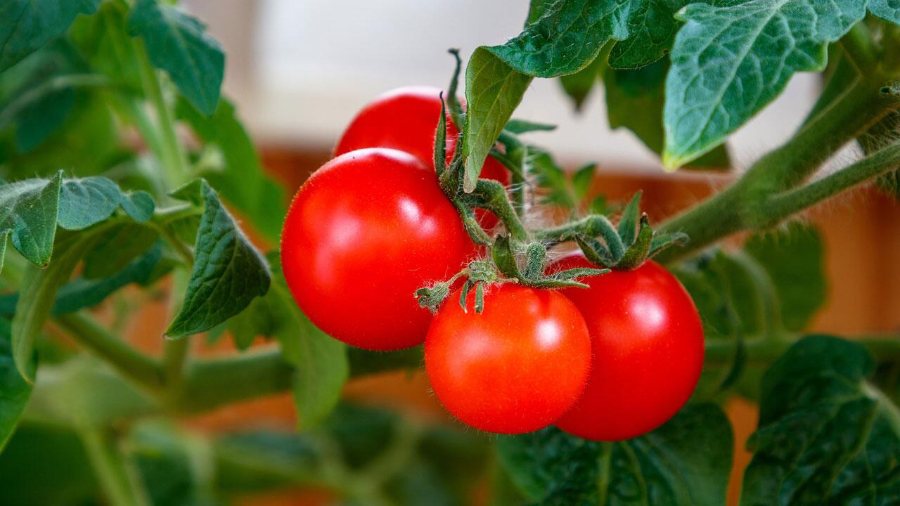 Tomaten aussäen: So gelingt die eigene Tomatenzucht