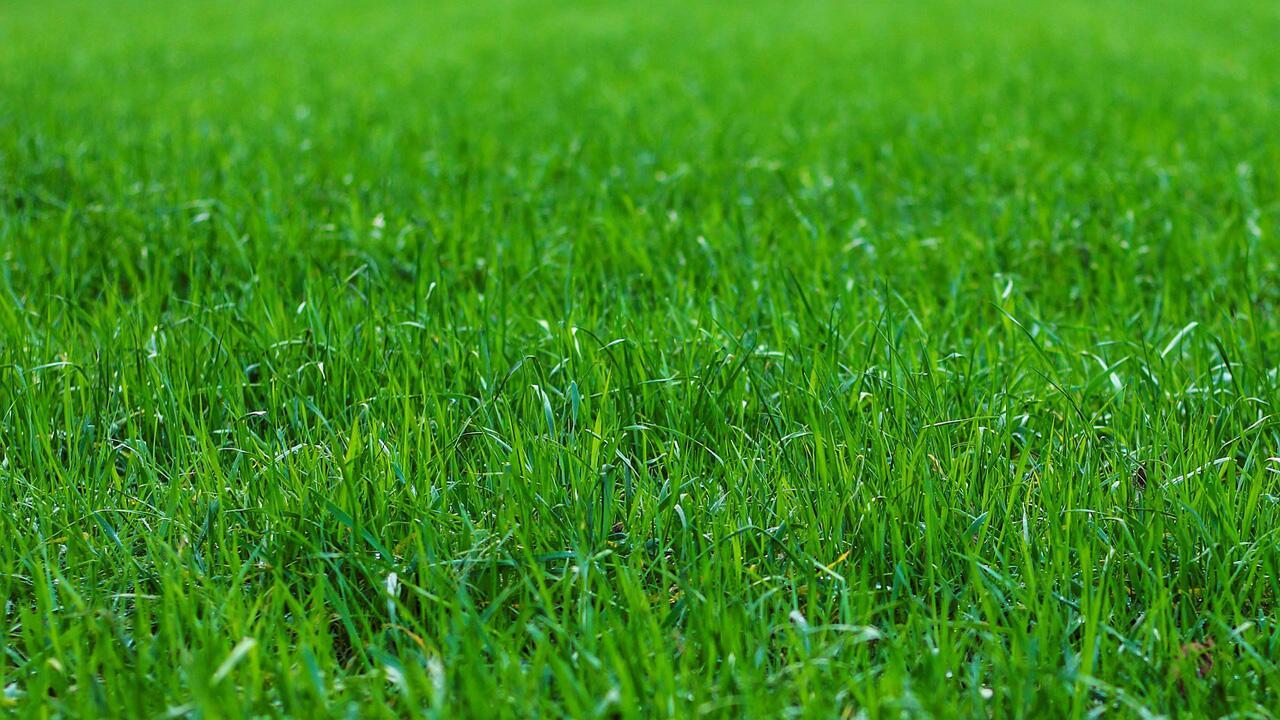 Rasen pflegen: 6 Tipps für einen schönen Rasen