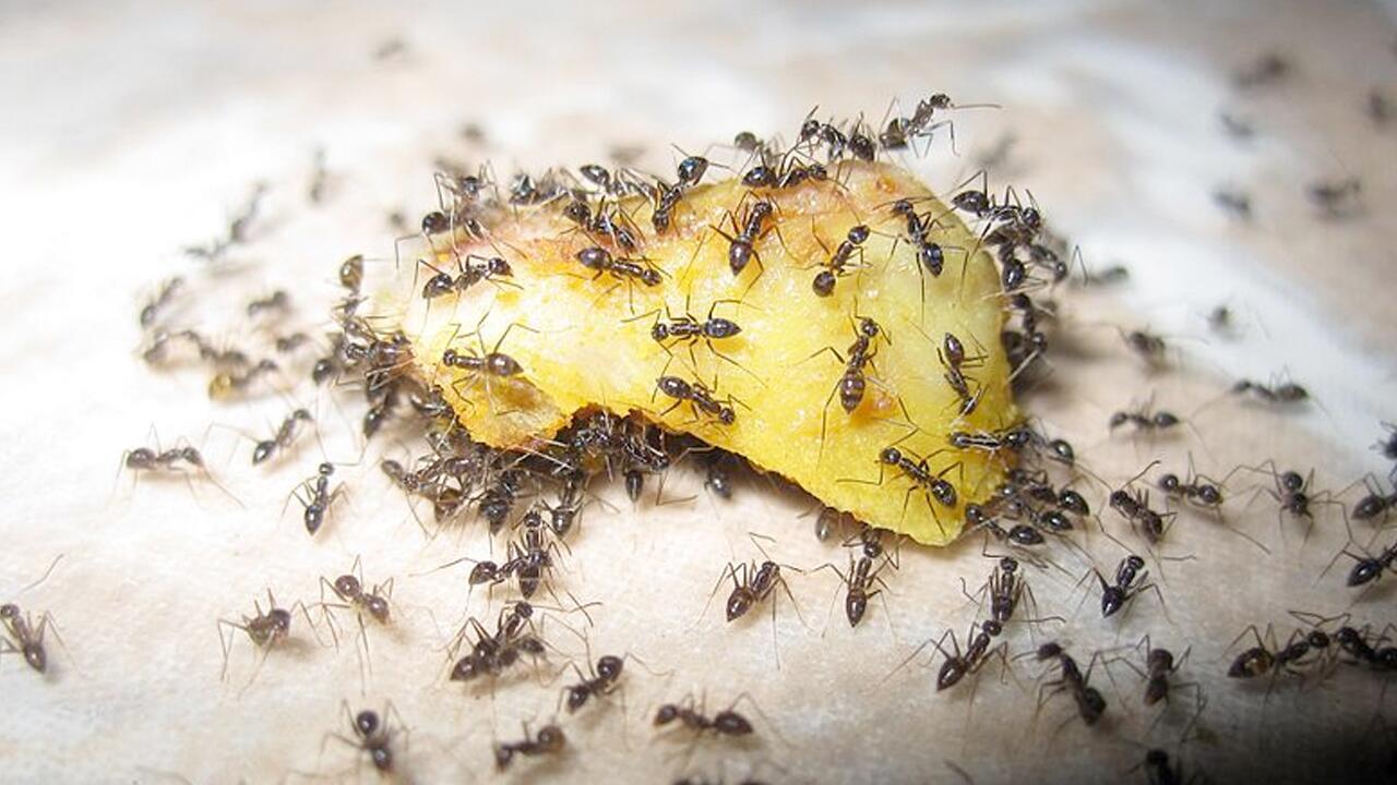 Ameisen bekämpfen: Mit Hausmitteln und ohne Chemie