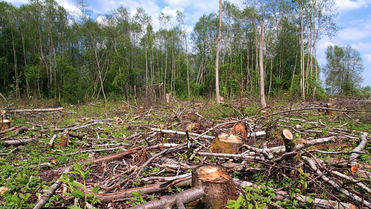 Alarmierend: Fünf Prozent der Waldfläche bereits weg