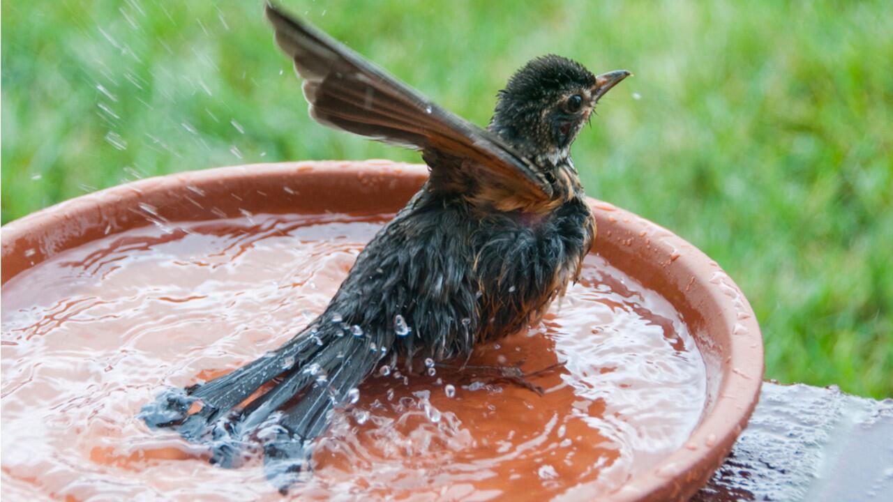 Erste Hitzewelle: So errichten Sie eine Wasserstelle für Vögel