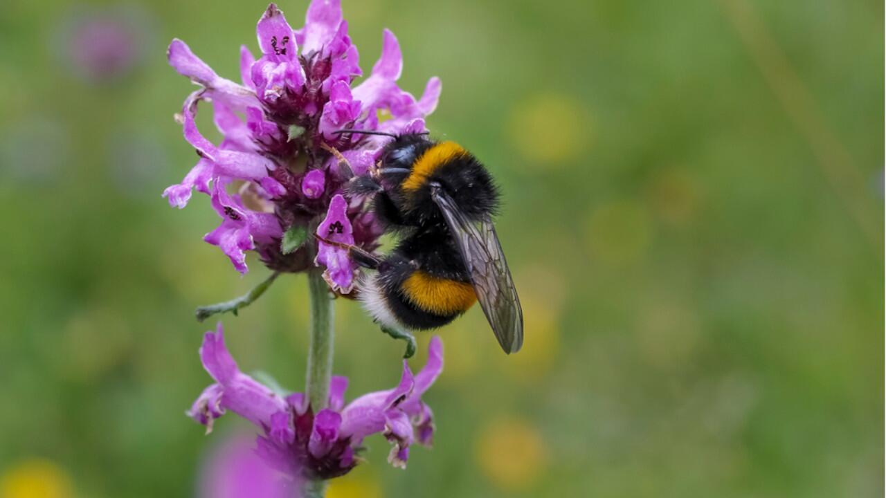 Studie: Glyphosat erschwert Hummeln die Brutpflege