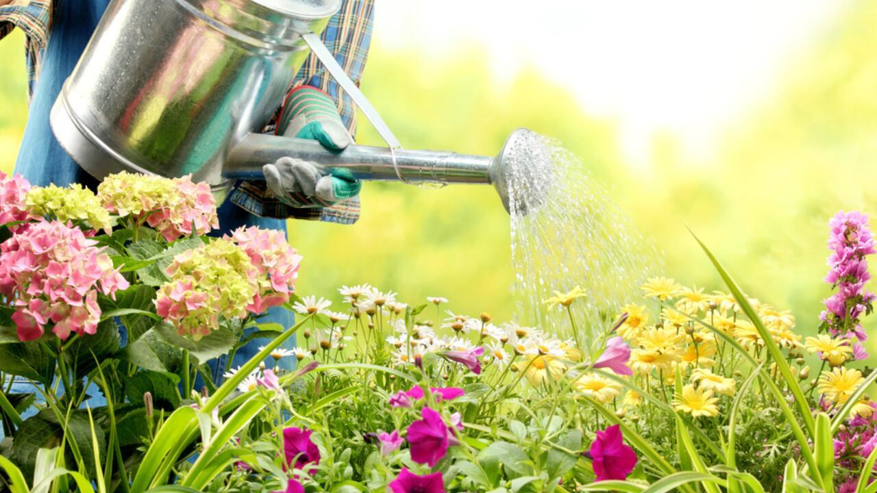 Hochsommer: Mit diesen 5 Tipps schützen Sie Ihre Pflanzen vor Hitze