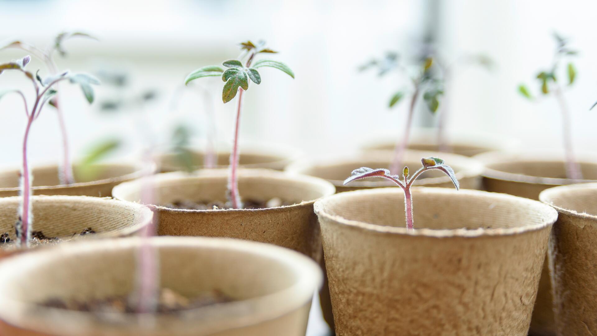 Saatgut: Mit einfachen Tricks Samen aus eigenen Pflanzen sammeln