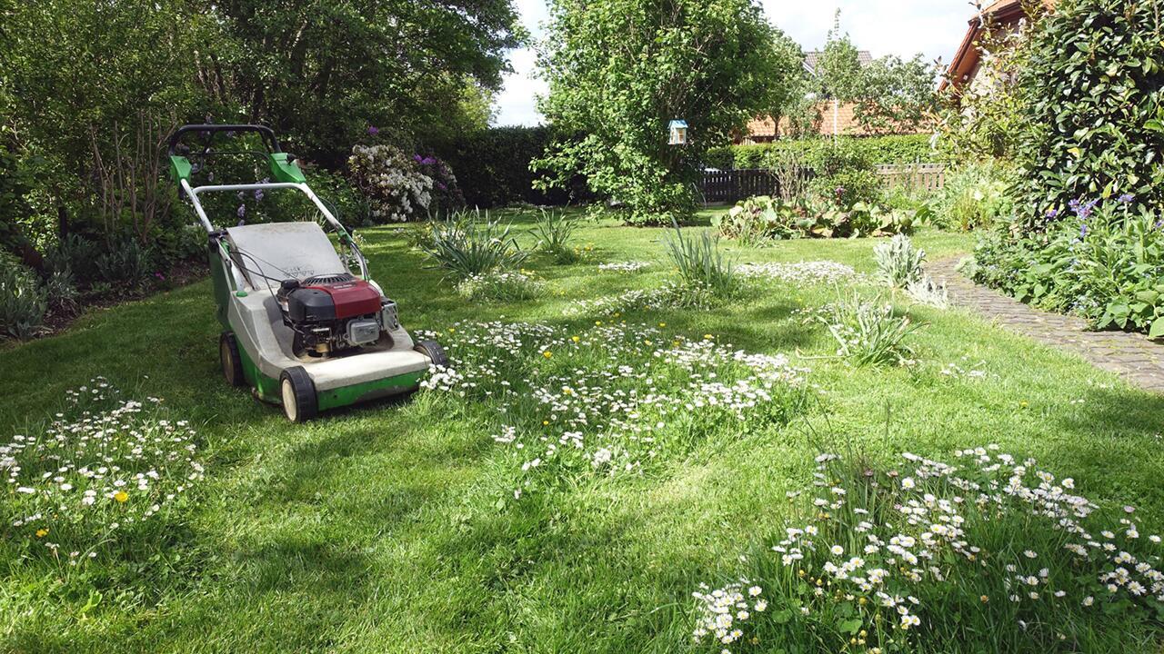 Rasen im Garten: So macht er kaum Arbeit und ist ökologisch wertvoll