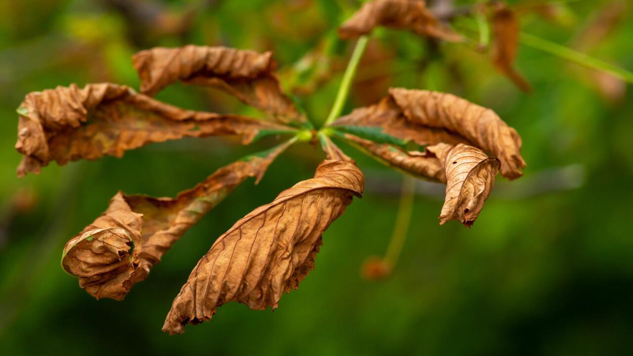 Warum bekommen immer mehr Rosskastanien viel zu früh braune Blätter?