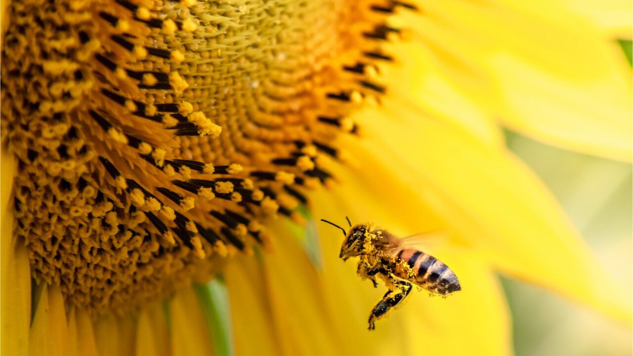 Gefahr für Bienen & Insekten: BUND findet Pestizide in den meisten Zierpflanzen