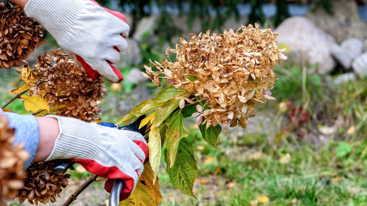 Hortensie überwintern: So schützen Sie Ihre Pflanze