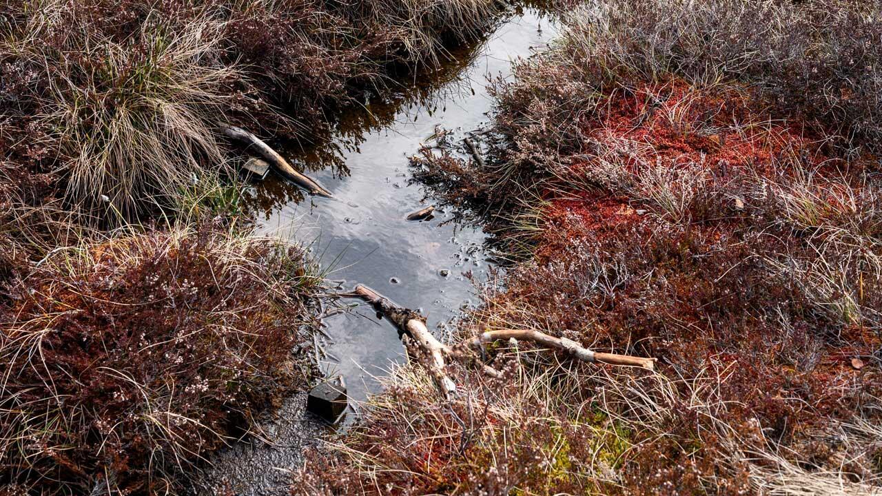 "Klimaschutzbooster": Bundesregierung beschließt Moorschutz-Strategie