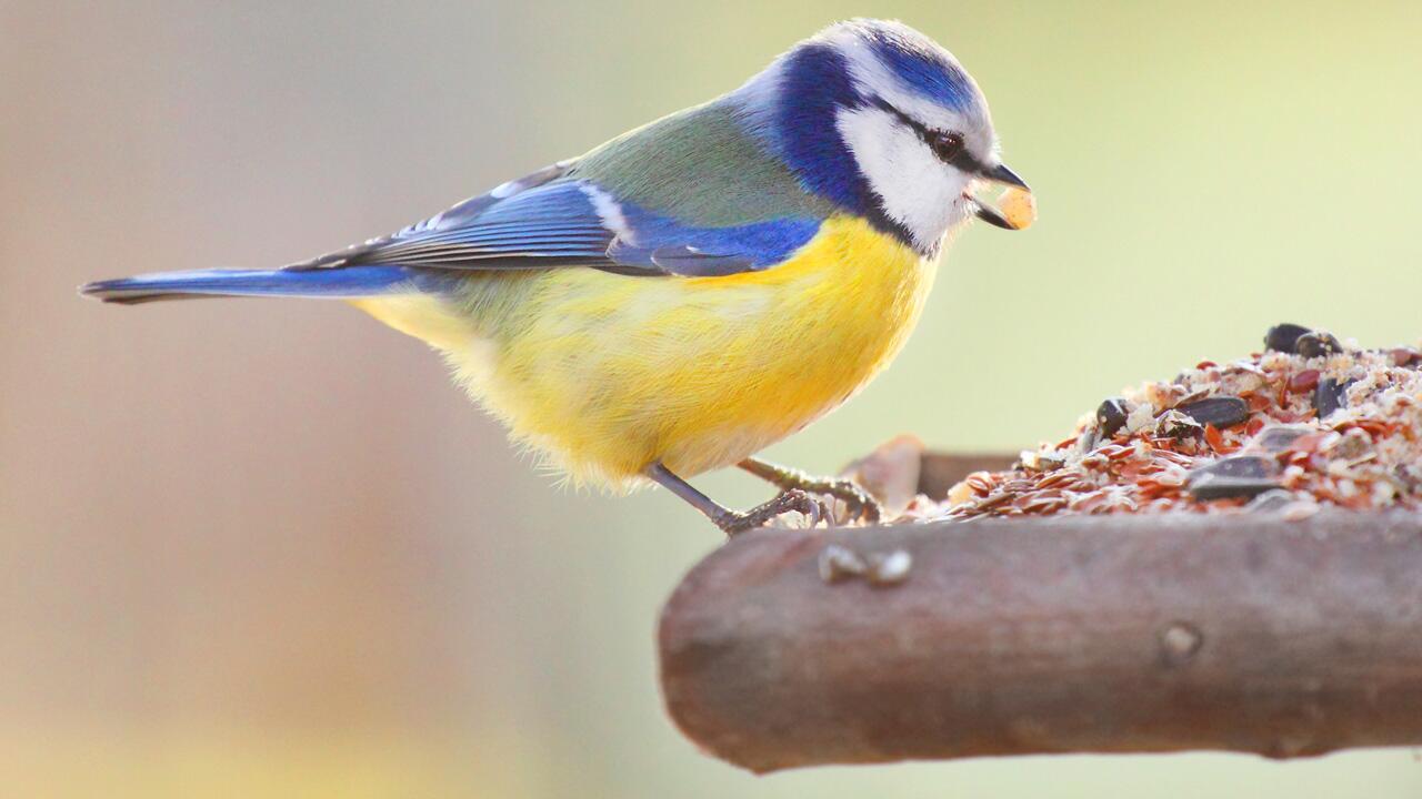 Vögel füttern im Winter: So locken Sie Vögel ins Vogelhaus