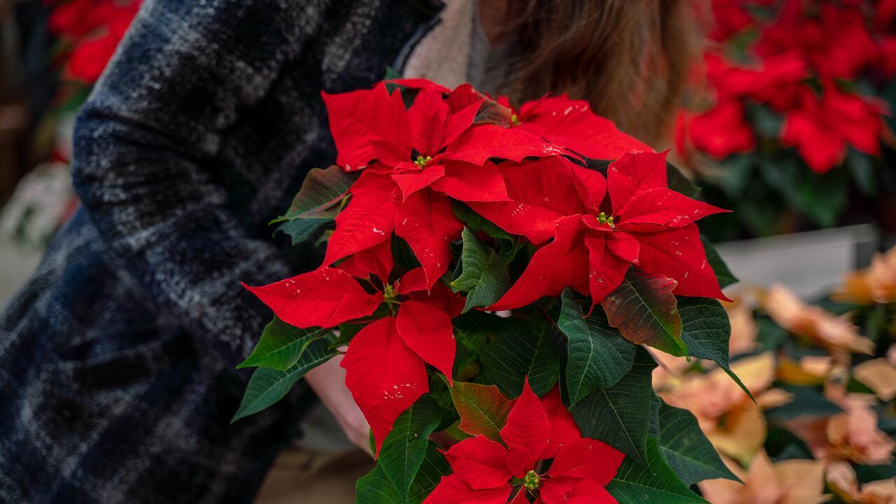 Pflanzen im Winter kaufen: Diese Fehler sollten Sie vermeiden